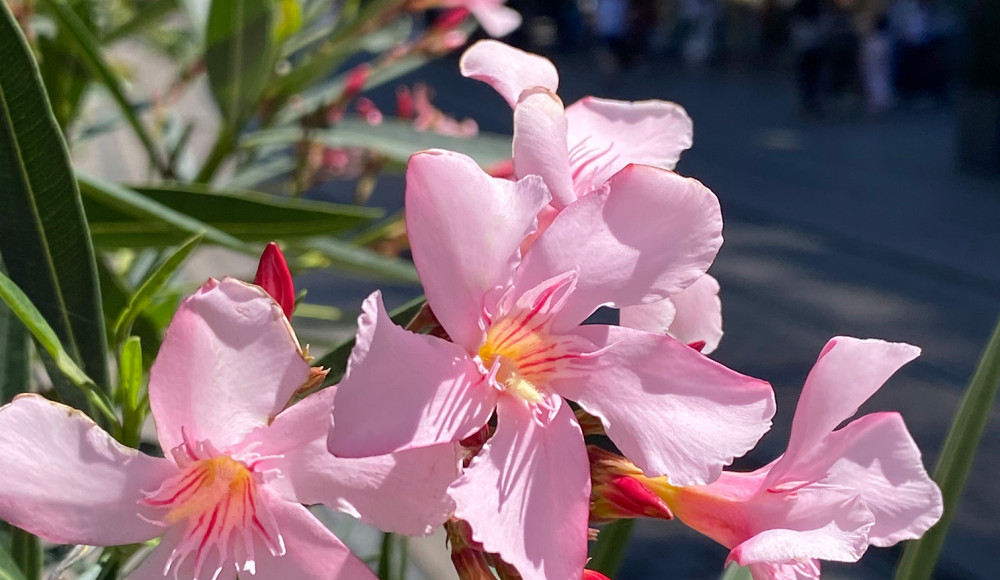 Orleander rosa | 