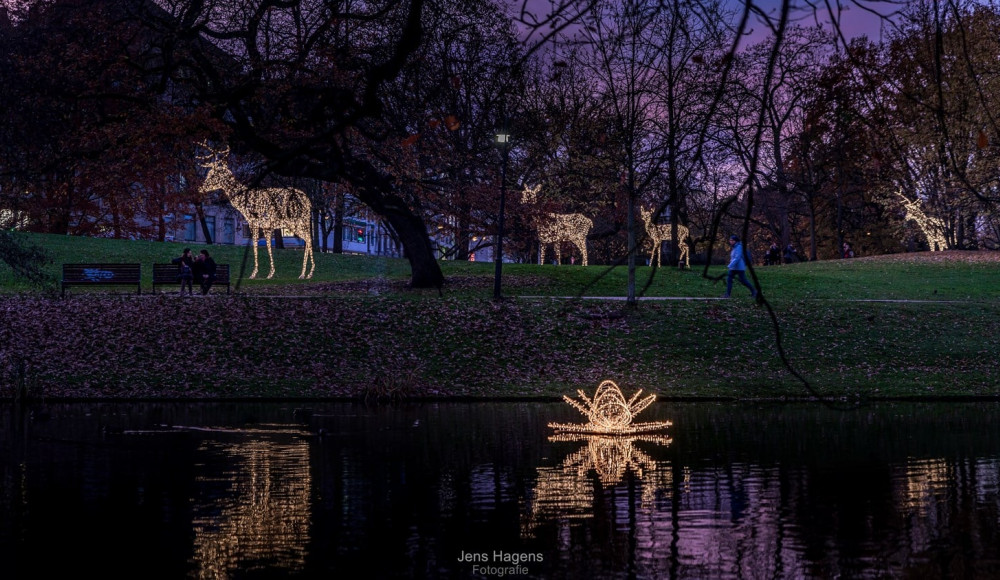 © Jens Hagens | Hirsche in den WallanlagenJens Hagens comp | 